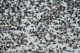 Ducks_0561.jpg