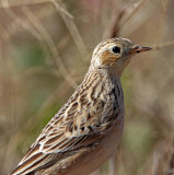 Spragues Pipit_0852.jpg