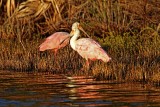 Roseate Spoonbills_0998.jpg