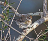 Yellow-rumped Warbler_1051.jpg