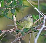 Orange-crowned Warbler_1066.jpg