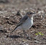 Northern Wheatear - female Beeville TX_1260.jpg