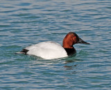 Canvasback - male_1741.jpg