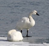 Tundra Swan - adult_1710.jpg