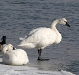 Tundra Swan - adult_1721.jpg