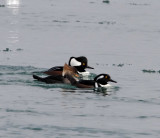 Hooded Mergansers_1570.jpg