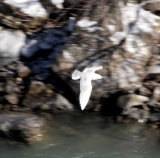 Iceland Gull - 1st winter_1781.jpg