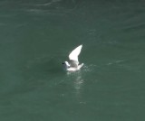 Iceland Gull - 1st winter_1797.jpg