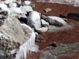 Iceland Gull Kumliens - 1st winter_1765.jpg