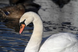 Mute Swan_2055.jpg