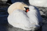 Mute Swan_2097.jpg