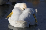 Tundra Swan_2095.jpg