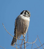Northern Hawk Owl_2771.jpg