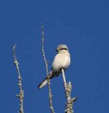 Northern Shrike_8280.jpg