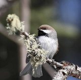 Boreal Chickadee_8074.jpg