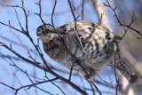 Ruffed Grouse_7949.jpg