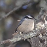 Red-breasted Nuthatch - female_2785.jpg