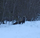 Red Fox_7523.jpg