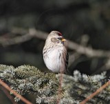 Common Redpoll - female_2528.jpg