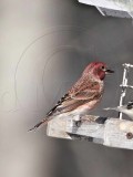Purple Finch - male_2430.jpg