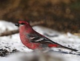 Pine Grosbeak - male_2697.jpg