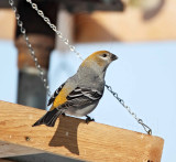 Pine Grosbeak - female_2273.jpg