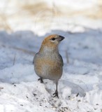 Pine Grosbeak - female_2570.jpg