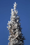 Hoar Frost_2168.jpg