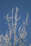 Hoar Frost_2166.jpg