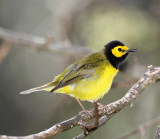 Hooded Warbler - male_8698.jpg
