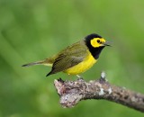Hooded Warbler - male_8713.jpg