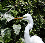 Great Egret - breeding_4455.jpg