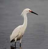 Snowy Egret - breeding_4711.jpg