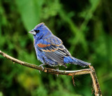 Blue Grosbeak - male_4947.jpg