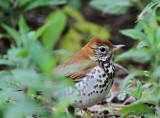 Wood Thrush_5011.jpg