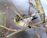 Yellow-throated Vireo_5052.jpg