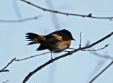 American Redstart  male_5162.jpg