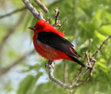 Scarlet Tanager - breeding male_5179.jpg