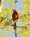 Orchard Oriole - male_5226.jpg