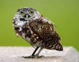 Burrowing Owl_6449.jpg