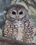 Spotted Owl_9134.jpg