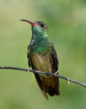 Buff-bellied Hummmingbird_6733.jpg