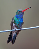 Broad-billed Hummingbird_1926.jpg