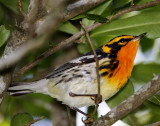 Blackburnian Warbler_7587.jpg