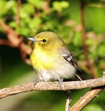 Yellow-throated Vireo_5343.jpg