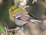 Yellow-throated Vireo_5464.jpg