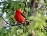 Scarlet Tanager - breeding male_5170.jpg