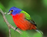Painted Bunting - breeding male_5903.jpg