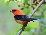 Scarlet Tanager - breeding male (orange variant)_5950.jpg