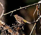 Palm Warbler_5986.jpg